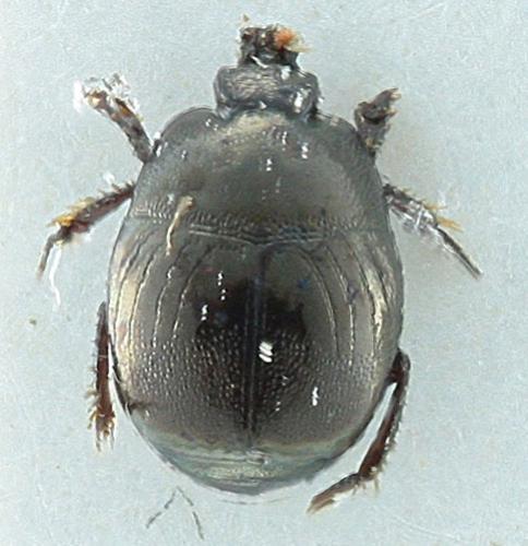 Réf. 298 462 : Hypocaccus rubripes